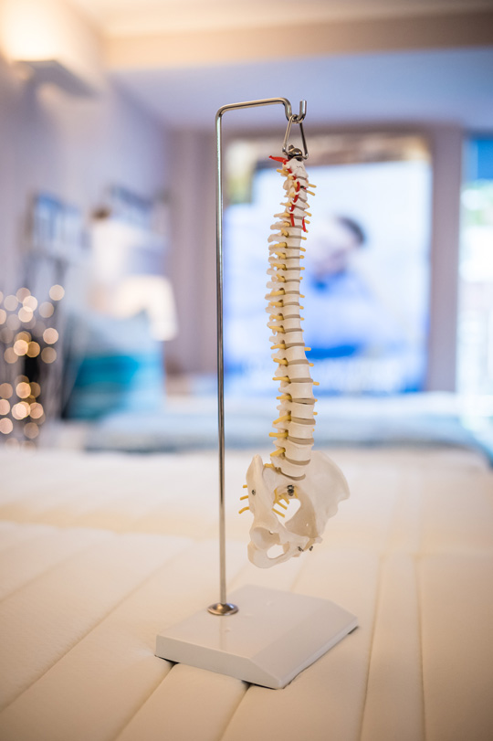Wirbelsäule